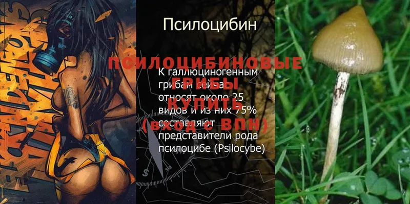 darknet телеграм  Мамадыш  Псилоцибиновые грибы Psilocybine cubensis  закладка 